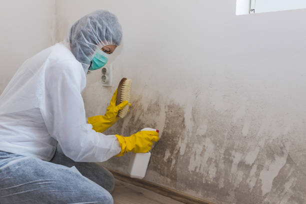 Best Mold Removal for HVAC Installations  in Fort Riley, KS